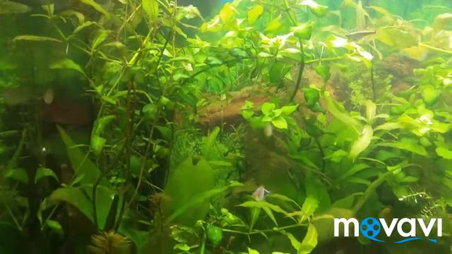 Подселил сома.