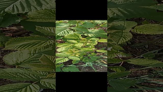 уход за малиной весной