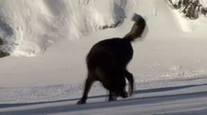 «ZOOпарк»:«Волки на свободе»