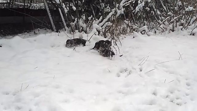 Таксель Ёксель смотреть онлайн