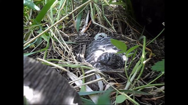 Маленькая птичка выкармливает кукушонка (на нашей даче) смотреть онлайн