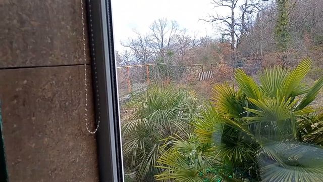 Бутия волосистопокровная (Butia Eriospatha) из семян.