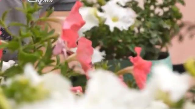 Северное чудо смотреть онлайн
