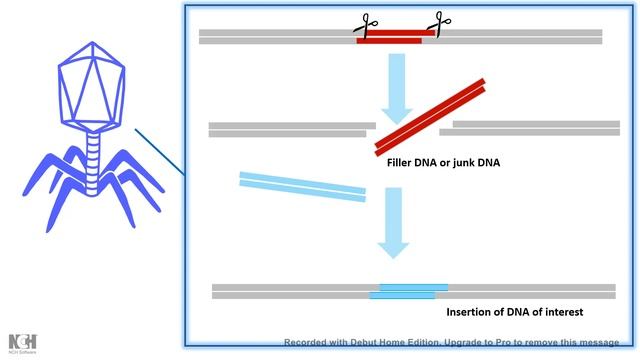 Lambda phage vector | (lambda cloning vector) | What are the advantages of lambda phage vector? смотреть онлайн