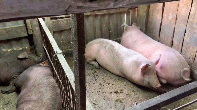 ? НЕСУШКИ ДОМИНАНТ , БРОЙЛЕРЫ КОББ500?? СВИНЬИ ПОРОДЫ ДЮРОК ?? смотреть онлайн