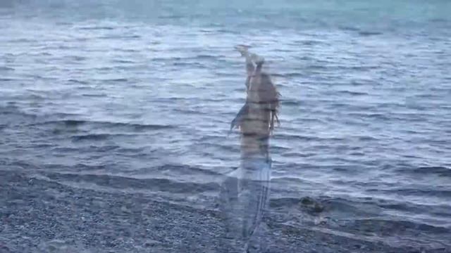 Anna Lesnaya ~ Flow tribal ~ Женский Тренинг «Танец Души» Анапа смотреть онлайн