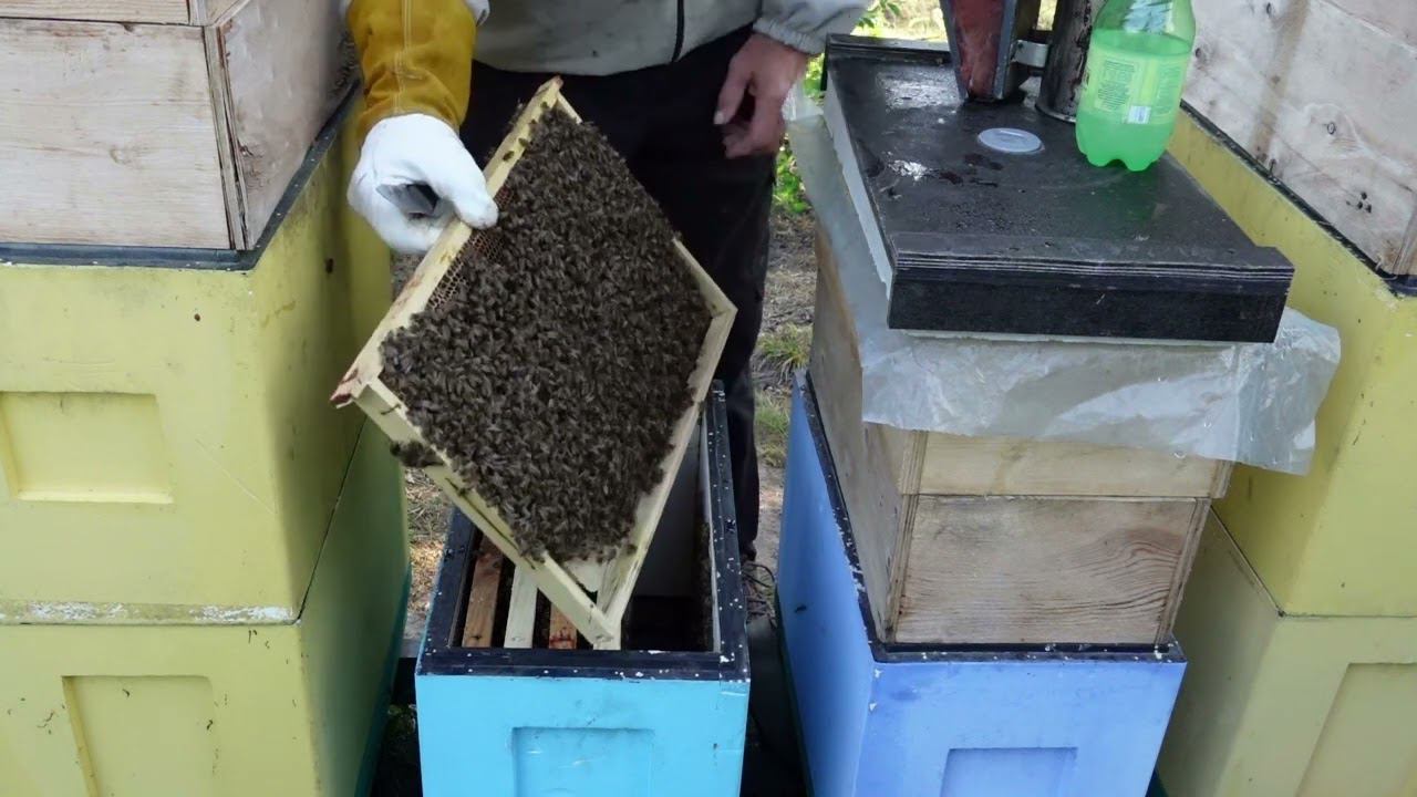 история одного роя, обработка от клеща, часть 2 смотреть онлайн