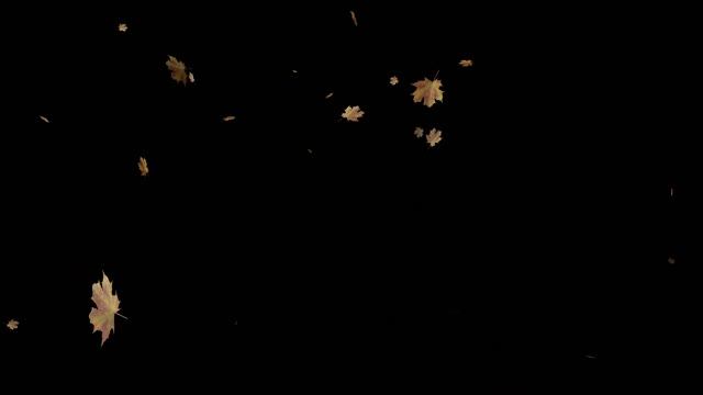 Leaves falling overlay video effect  free download CC0