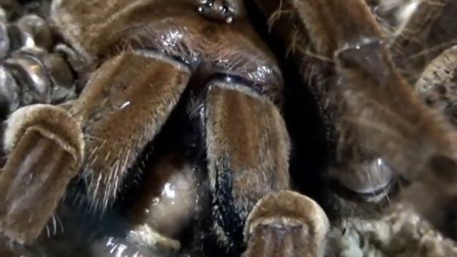 Goliath Bird-eater Tarantula eats Earthworm смотреть онлайн