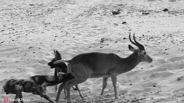 15 HORRIFIC Ways Animals Kill Their Prey | Pet Spot смотреть онлайн