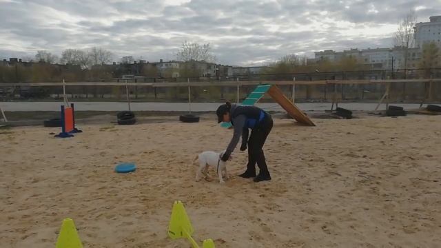 Стаффордширский терьер Сета 4 месяца первое занятие #dogdreamschool смотреть онлайн