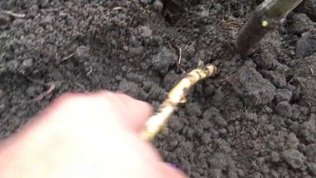 ? Укрытие Штамбовой Розы: 1-й этап . ?Октябрь смотреть онлайн
