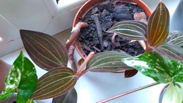 ОБЗОР КОМНАТНЫХ РАСТЕНИЙ НА СЕВЕРО-ЗАПАДНОМ ОКНЕ смотреть онлайн