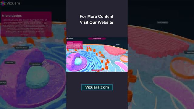 Animal cell || 3D viewer overview || смотреть онлайн