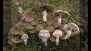 Окружающий мир 3 класс ч.1, тема урока "В царстве грибов", с.112-117, Школа России.