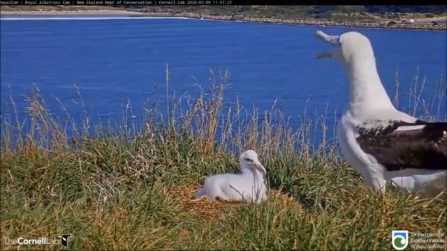 Альбатросы. Albatrosses.