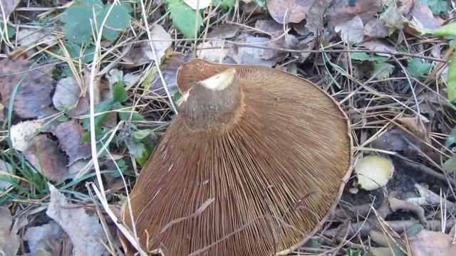 Свинушка - условно съедобный гриб смотреть онлайн