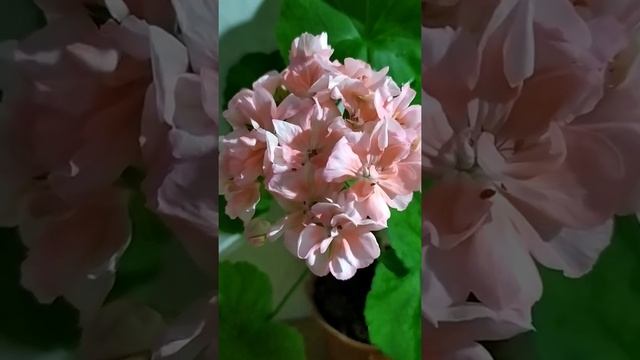 Лучшие сортовые пеларгонии. Гармоничная пеларгония Edwards Christina с большими круглыми шапками. смотреть онлайн