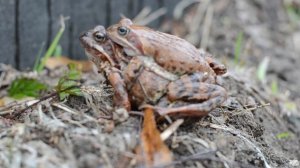 Спаривание лягушек