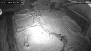 Волки ночью в деревне....