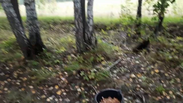 Шок! Столько грибов я Не видел ни когда! смотреть онлайн