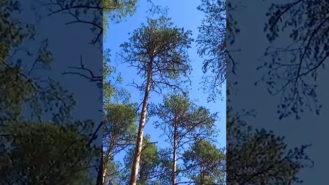 Селигерский сказочный лес.