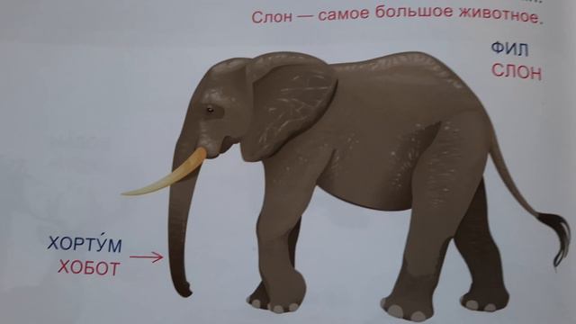 татарско-русский словарь - 1 ЖИВОТНЫЕ В КАРТИНКАХ Tatar Cinema International смотреть онлайн