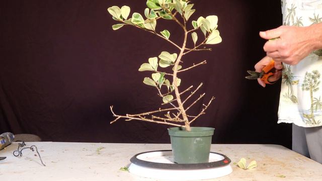 Ficus Triangularis Variegata. Ficus Natalensis Leprieuri