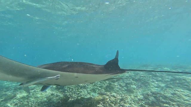 Manta Ray Encounter in the Maldives | Swimming with a Spectacular Underwater Parade 4K 2023 pt 2 смотреть онлайн