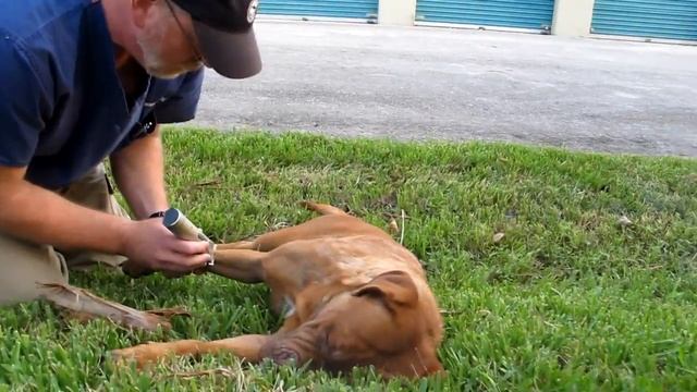 Hope For Paws In Florida - Daisy, Dogue De Bordeaux Rescue (French Mastiff) - Please Share