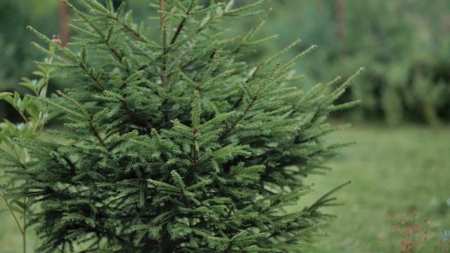 Sigma 85 f 1 8 vs Viltrox 85 f 1 4