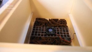 15 день инкубации перепелиных яиц. Первый опыт.