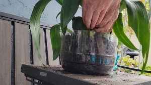 Орхидея  Камбрия, пересадка,уход,цветение.                Orchids Cambria.