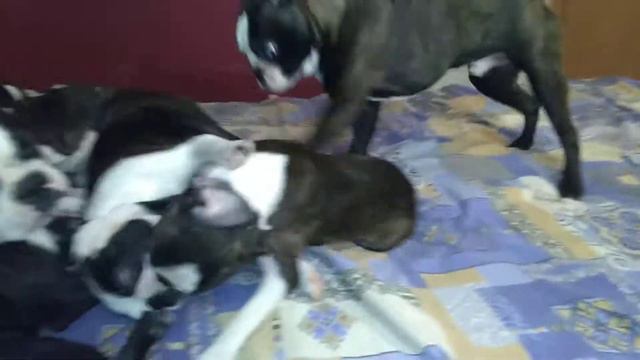 БФШ Со Ра смотреть онлайн