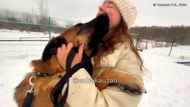 Домашняя Джесси (Малинуа) оказалась в приюте....Приют «Щербинка». Проект помощи @Sobakauzao смотреть онлайн