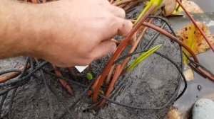 Когда убирать нимфеи на зимовку? Зимовка нимфей, кувшинок в водоеме или в погребе! Пруд с нимфеями.