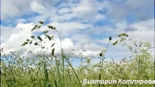 can 7 - stronger and the voices of birds смотреть онлайн