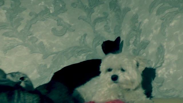 ЗВЕРОДЕТИ В ОПАСНОСТИ... СКОРО...