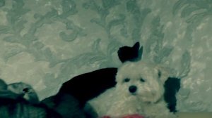 ЗВЕРОДЕТИ В ОПАСНОСТИ... СКОРО...