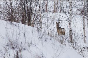 РЕАЛЬНАЯ ОХОТА С ПОДХОДА НА СИБИРСКУЮ КОСУЛЮ .mp4