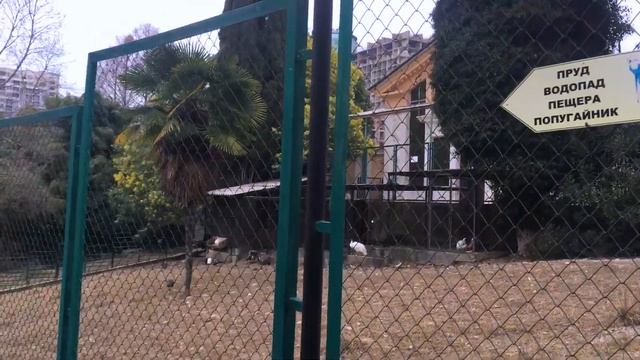 Дендрарий Сочи за 3 минуты. Куда сходить в Сочи? Достопримечательности. смотреть онлайн