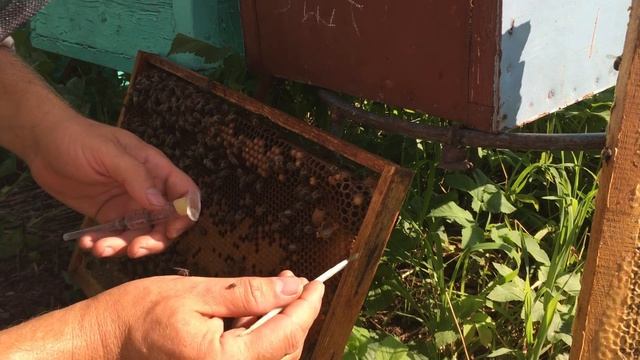 Маточное молочко: как собирать и перевозить смотреть онлайн