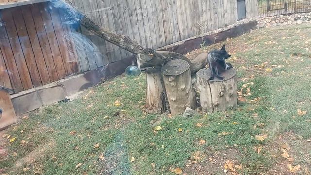 Зоопарк. Отдых подошёл к концу. смотреть онлайн