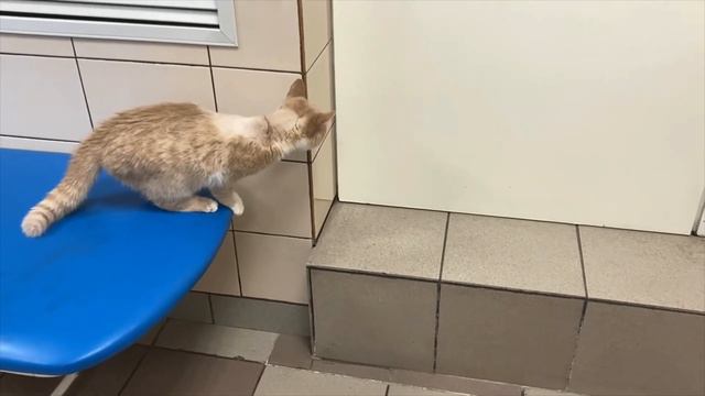 Кошка на трех лапах 2 смотреть онлайн