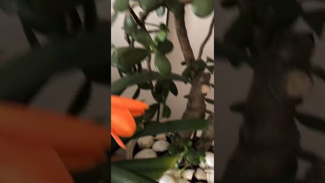 CLIVIA FLOWER смотреть онлайн