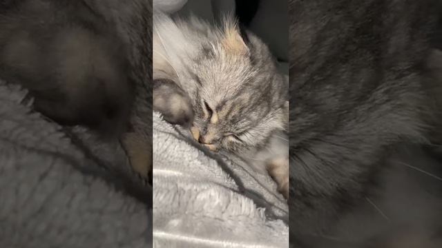 Любимый пледик