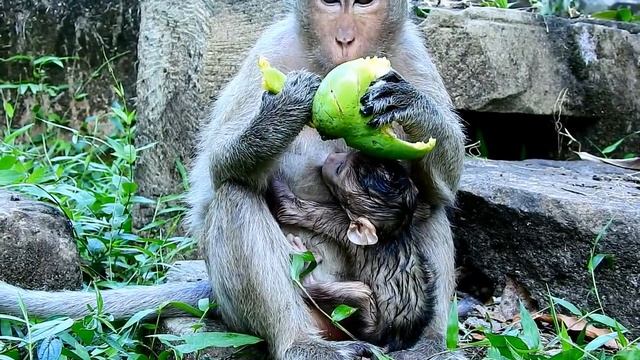 WOW! Young Mother Jill Leave Brutus Jr for Teach Her Baby monkey learn to Walk. смотреть онлайн