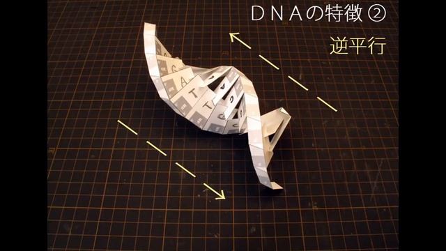 Excel形式ファイルの型紙で作るＤＮＡのペーパークラフト（Paper model of DNA） смотреть онлайн