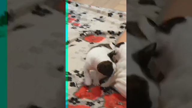 Мои любимые бульдожки смотреть онлайн
