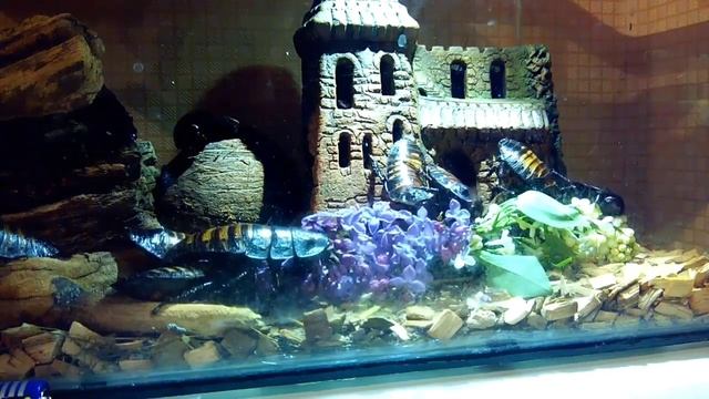 Шипящие тараканы едят сирень смотреть онлайн